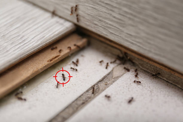 Best Rodent Control Near Me  in Farngton, MI