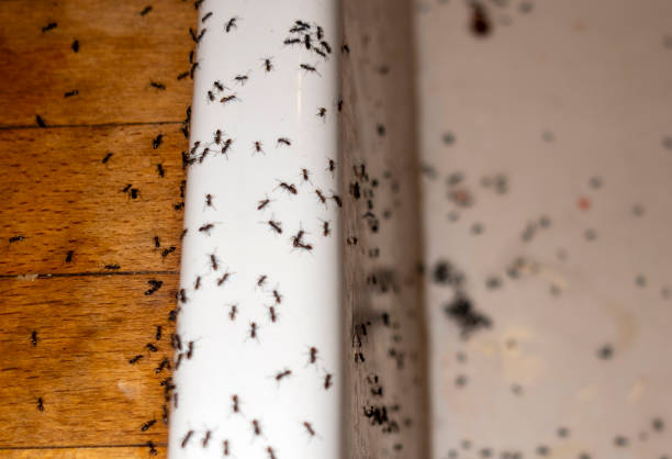 Best Pest Control Near Me  in Farngton, MI