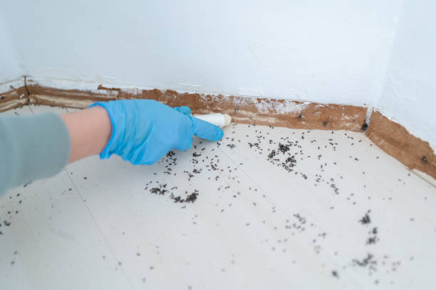 Best Wasp Removal Services  in Farngton, MI